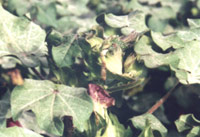 ʩ�ò���ɱ������5����䲡�������׳�