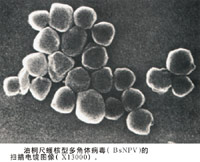 ��ͩ�����Ͷ���岡����ɨ��羵ͼ�񣨡�13,000��