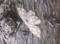 ��ͩ���ƶ�