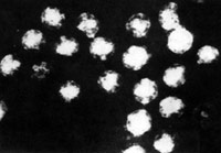 ���Ͷ���岡�����Ӹ�Ⱦɫ�񣬲������ӳʶ�ʮ���壬�ڸ�������ɼ��������ͻ��