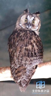 �������ͼ