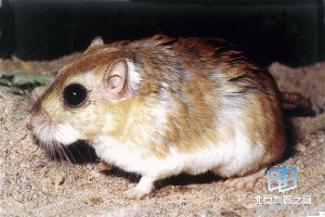 �������ͼ