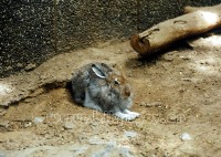 �������ͼ