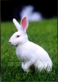 �������ͼ