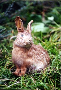 �������ͼ