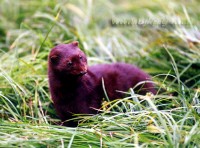 �������ͼ