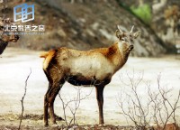 �������ͼ