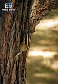 �������ͼ