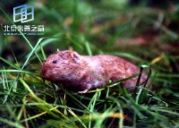 �������ͼ