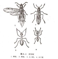 �������ͼ