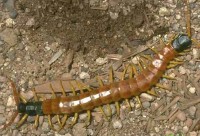 �������ͼ