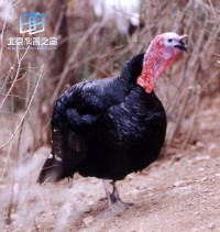 �������ͼ