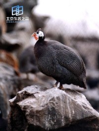 �������ͼ