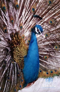 �������ͼ