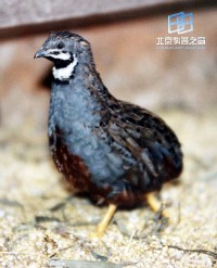 �������ͼ