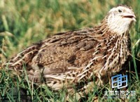 �������ͼ