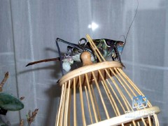 �������ͼ