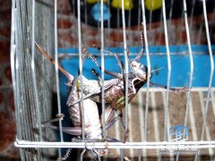 �������ͼ