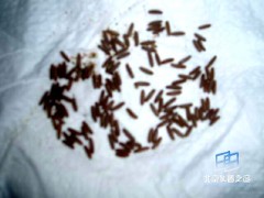 �������ͼ