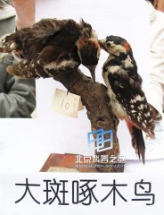 �������ͼ