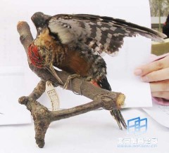 �������ͼ