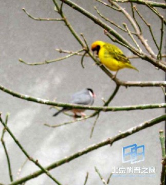 �������ͼ