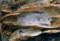 ����ĸ���ż���Լ2ǧ��ǰ��