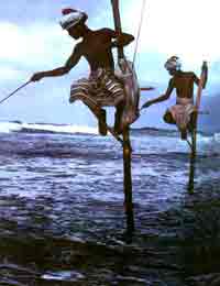 �ϼ������ذ�����ϰ��������ľ׮�ϵ���