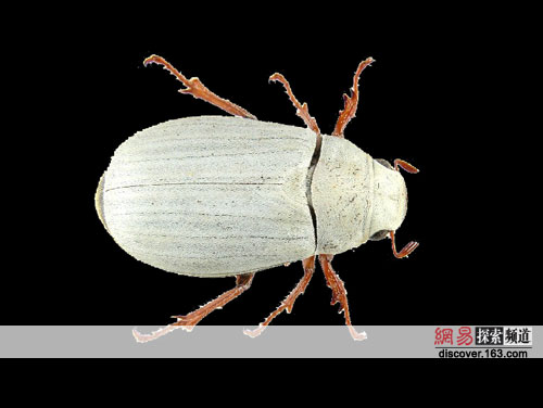 ���׵�����