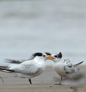 Ÿ������