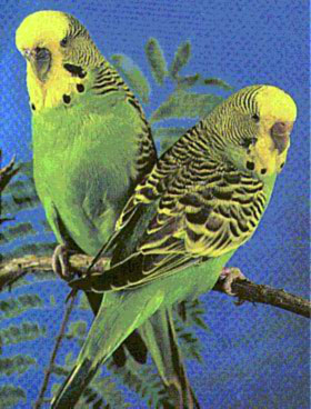 ��Ƥ����