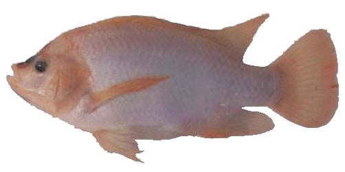 ���޷���