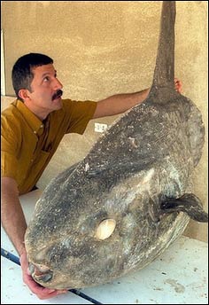 �����㣬Ӣ��