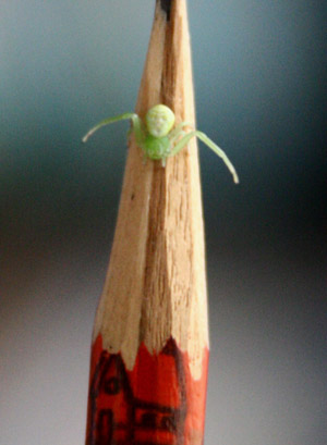 ����֩�룬����