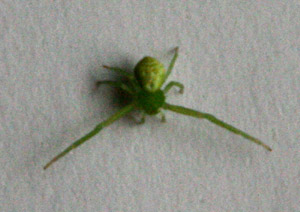 ����֩�룬����