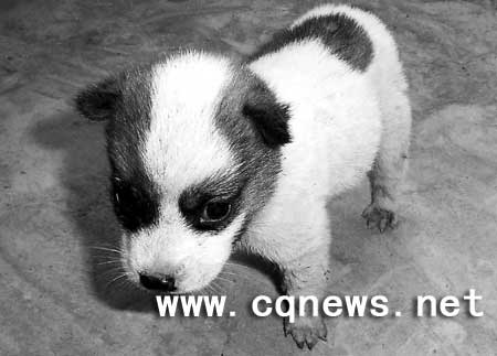 ��è������