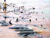 ����,����