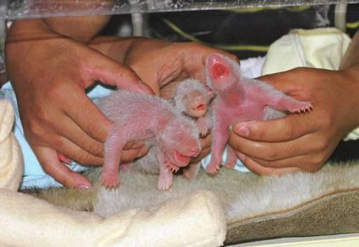 ��è������