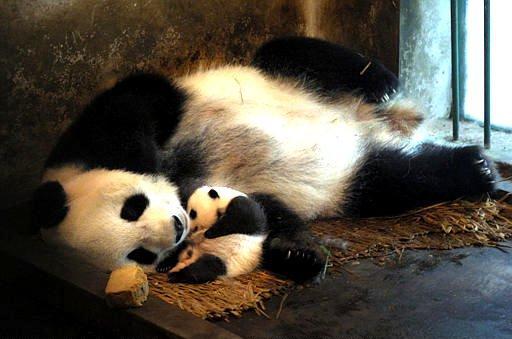 ��è������