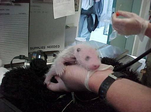 ��è������