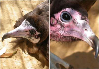 ���࣬����