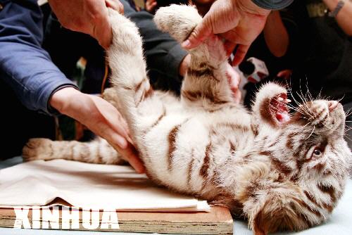 С�ϻ�������