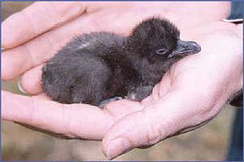 ������С������������