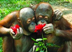 ���ɣ����˽�