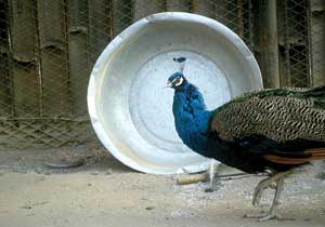 ��ɽ��԰����ȸ