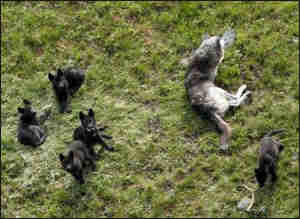 ������԰,��