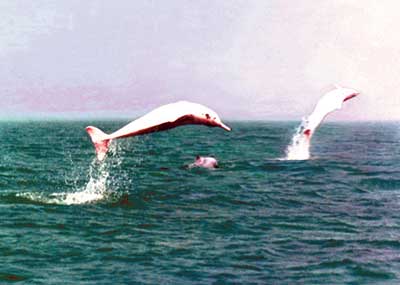 �׺��࣬�齭��