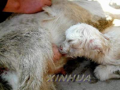 ĸ��,�������