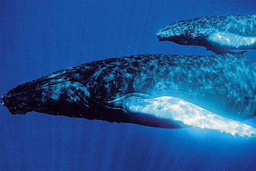 ��ˮ����