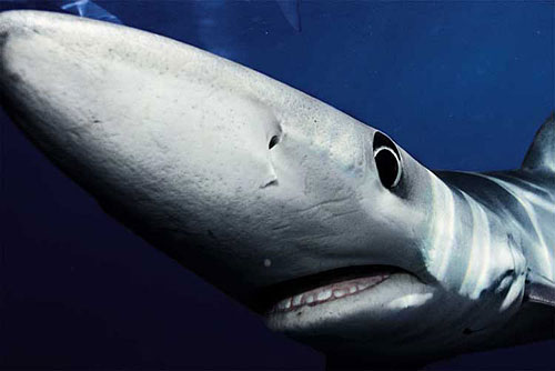 ��ˮ����